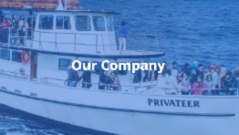 Best whale watching tours in San Diego with fantastic humpback whale
