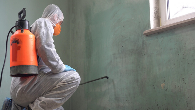 How To Turn Mold Removal Manhattan Into Success