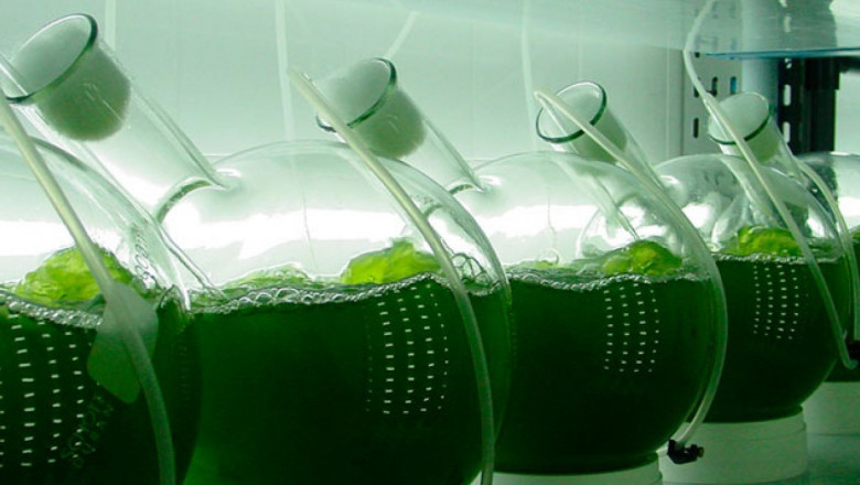 Bio-Butanol is a Renewable Fuel Obtained from Biomass That can be Created by Fermentation