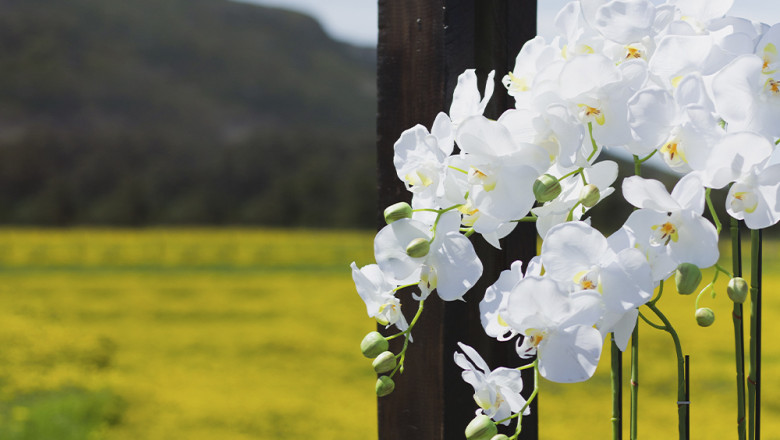 Where to buy orchid plants in Dubai?