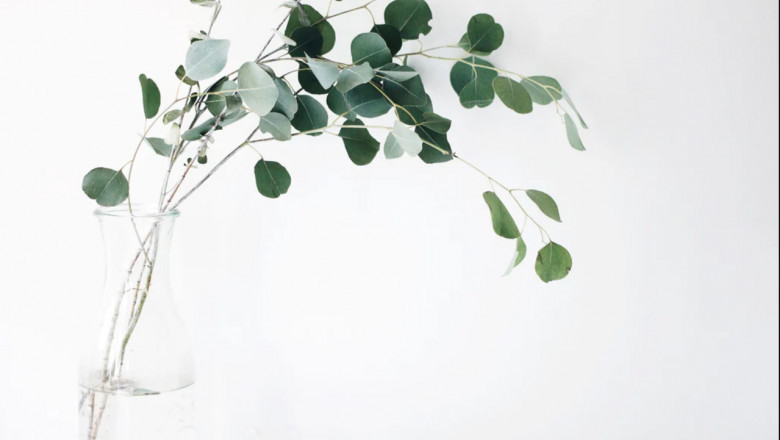 How to pack for plant delivery Dubai?