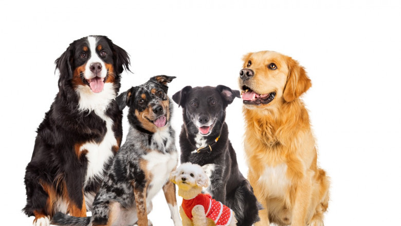 Virtual Dog Races