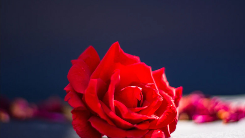 Did You Know The Meaning Of a Red Rose?