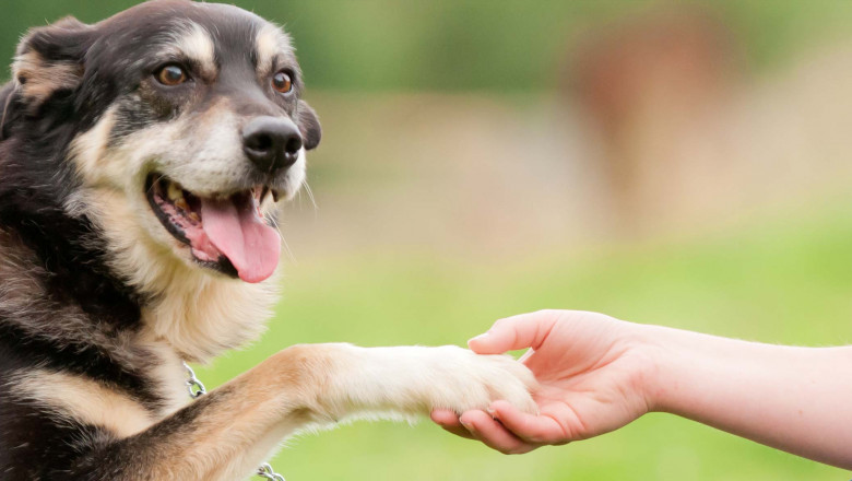 Pet Cancer Therapeuticsare Medicines That help Pets Live Longer Lives