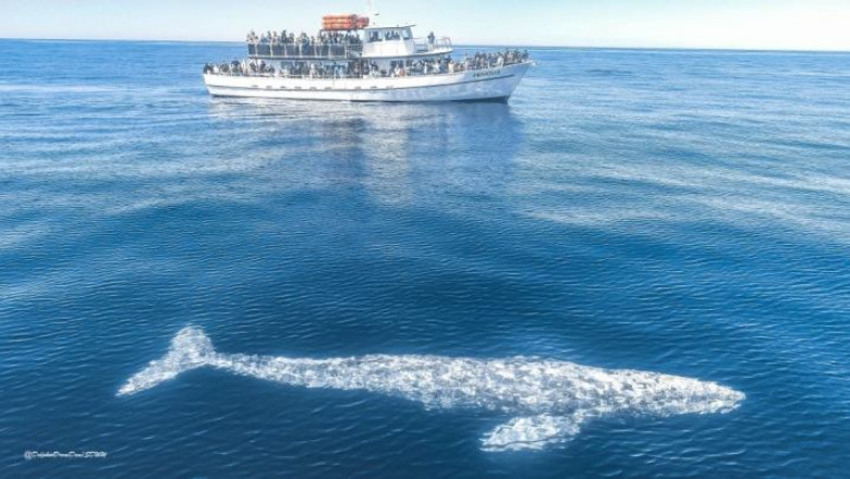 Way of entertainment with the recent whale sightings