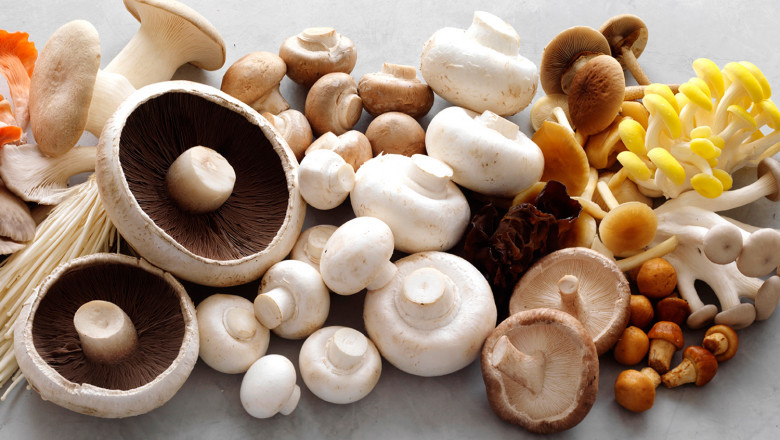 What are Functional Mushrooms?