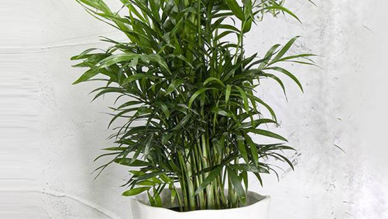 Bamboo Palm