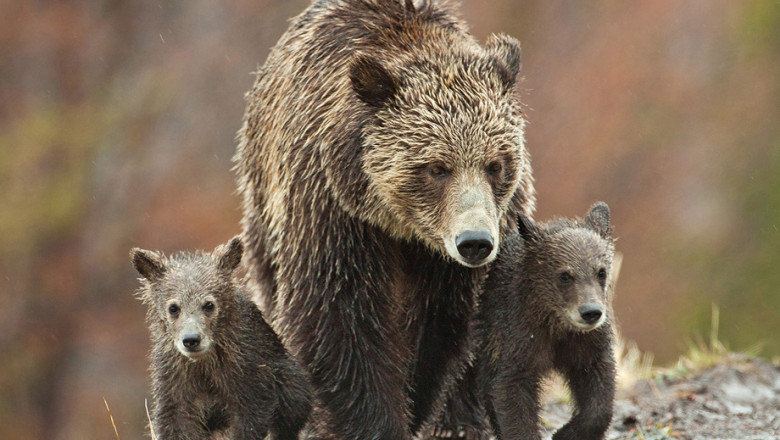 How to Take Outstanding Wildlife Pictures?