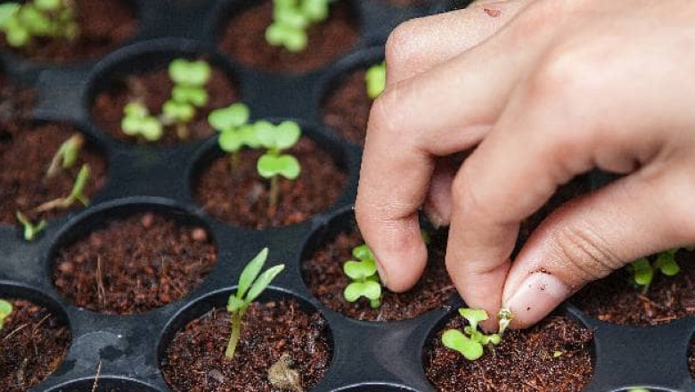 The Effects of Stevia on Gut Bacteria