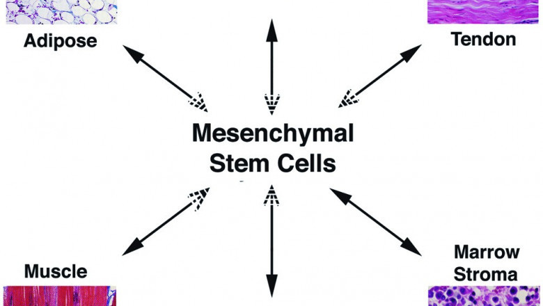 In Vitro Or In Vivo, Mesenchymal Stem Cells Can Multiply Into Different Types Of Specialized Cells