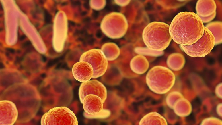 PCR Real-Time Mycoplasma Diagnostics Have Revolutionized the Industry
