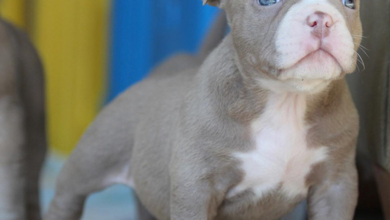 Finding Out About American Bully Puppy Sales Is Helpful