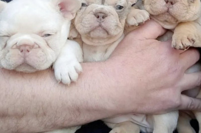 French Bulldog Puppies for Sale FL: A Frenchie Lover’s Buying Guide