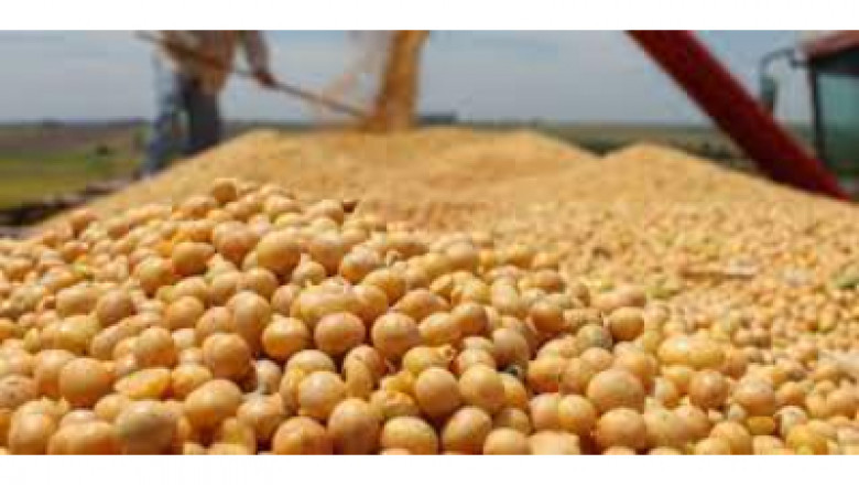 Soybean Derivatives Market Research Report: Size & Share, Key Players, Growth Strategies till 2028