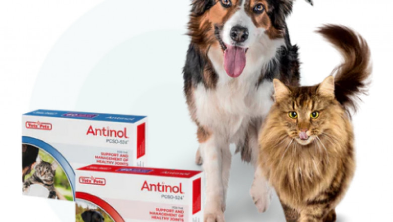 Which Joint Supplement is Best For Dogs?