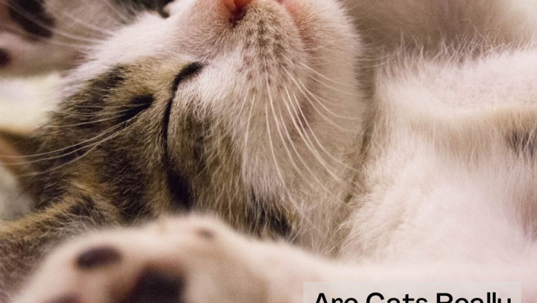 Are Cats Really Lucky Charms?