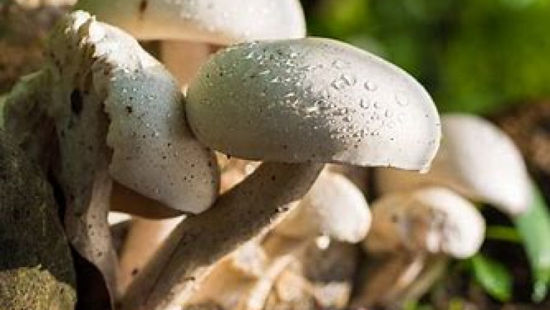 Button Mushroom Market Analysis, Forecast Report to 2028