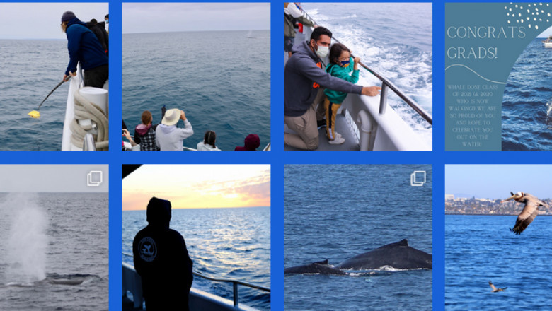 Whale watching in san diego in october month