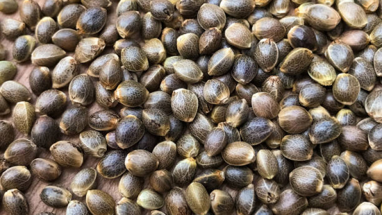 Autoflowering vs Feminized Seeds: Which Is Best for You?