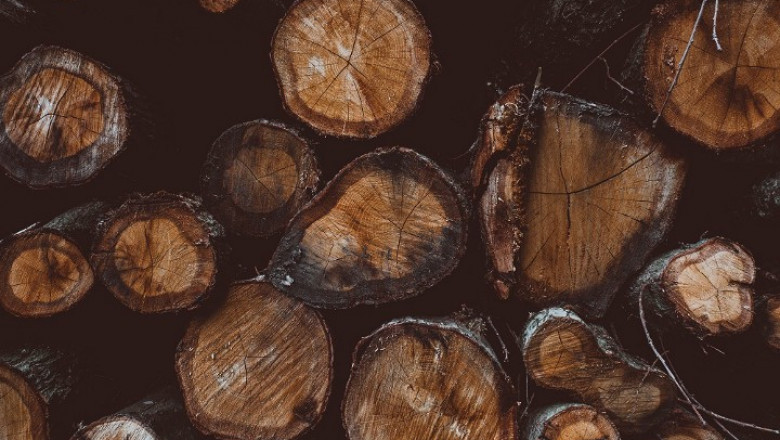 What is Cedar Wood and its Uses?