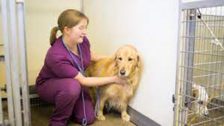 Companion Animal Diagnostics Market Analysis & Opportunity Outlook 2029