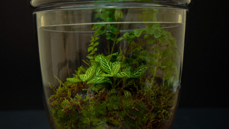 Impressive terrarium plants that you will love