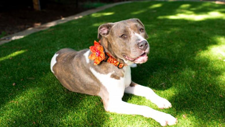 Synthetic Grass For Dogs