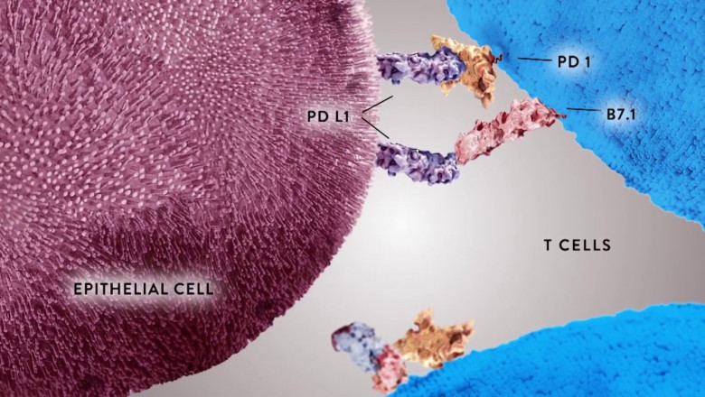 PD-L1 Biomarker Testing Market Size, In-depth Analysis Report and Global Forecast to 2028