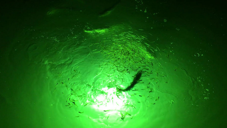 Why Night Fishing Is Improved by Underwater LED Boat Lights