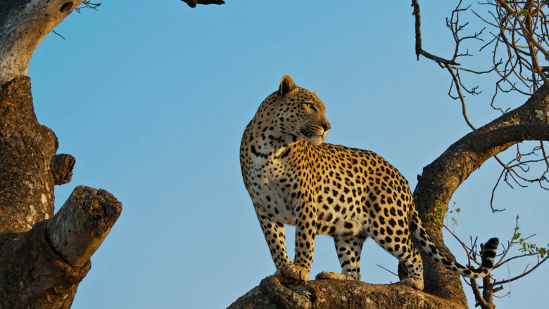 It Started in Africa: Take a Safari Tour for Best Experiences