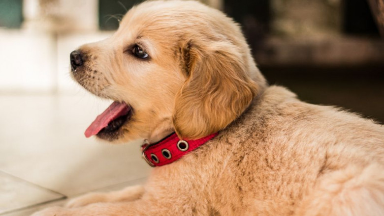 Puppy Biting: 5 Steps To Successfully Stop Puppy Biting For Good