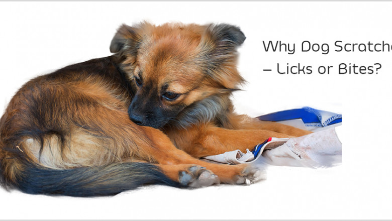 Why My Dog Scratches – Licks or Bites? Hidden Clews to Reveal The Secret