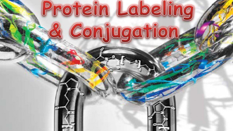 Global Protein Labeling Market Report, Latest Trends, Industry Opportunity & Forecast to 2028