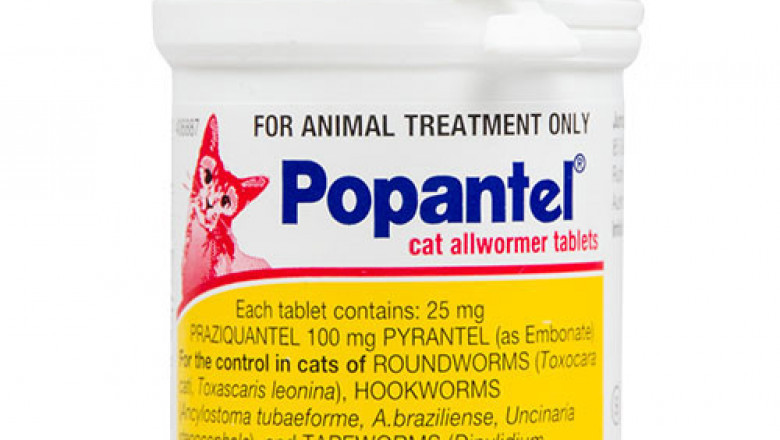 Buy Treatment for Intestinal Worms in Cats & Kittens