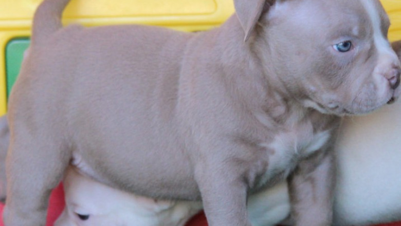 There is a bully puppy for sale.