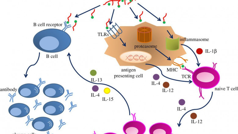 A toll-like receptor or a pattern recognition receptor is thought to activate the innate immune system through immunostimulatory adjuvants