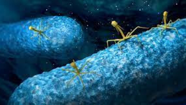 Bacteriophage Therapy Market 2022 Key Players, Share & Forecast Report to 2028
