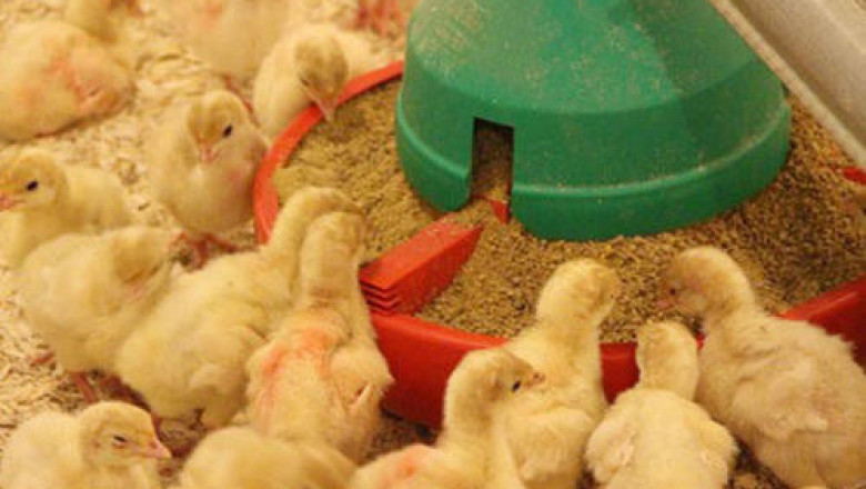 Poultry Feed Market Share, Revenue and Growth Analysis Report Till 2028 | Value Market Research