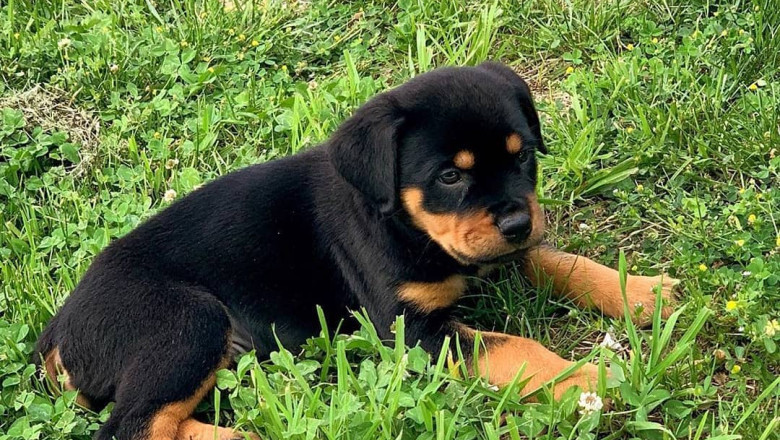 Buy A Rottweiler Puppy Online