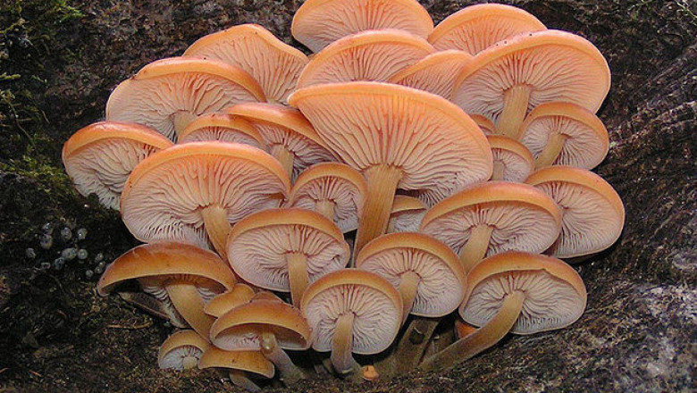 Mushroom Market 2022 Size, Key Players & Forecast Report to 2028
