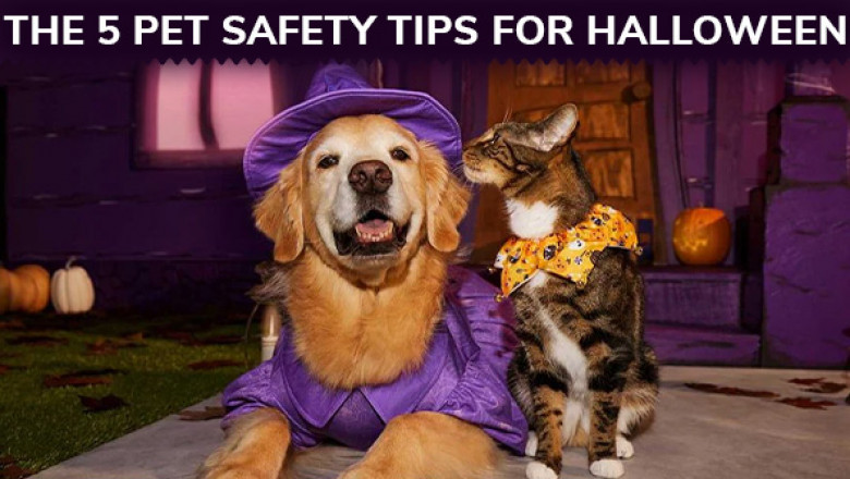 The Five Pet Safety Tips for Halloween 2022