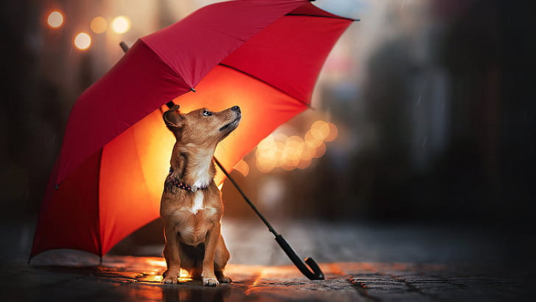 5 rainy day dog walking essentials