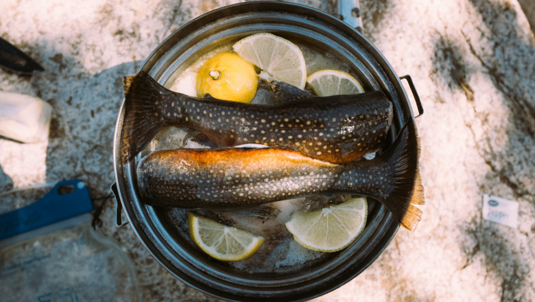 Health Benefits of eating trout Fish