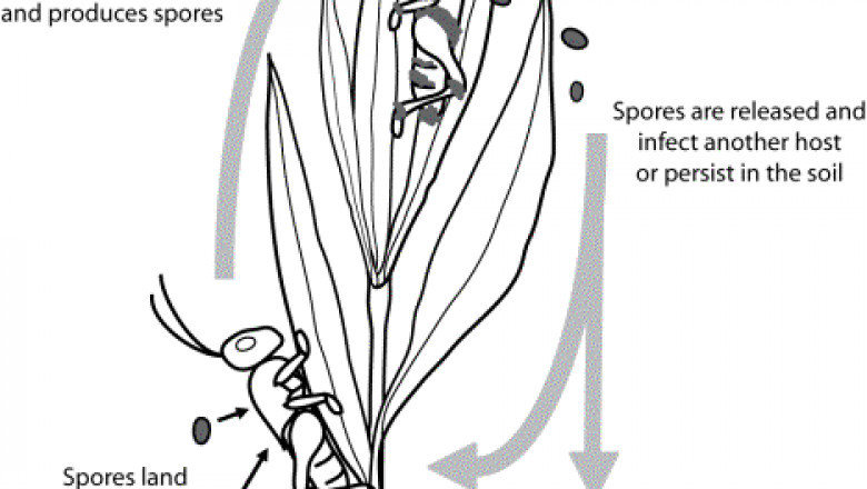 How to Protect Your Dry Grains From Insects