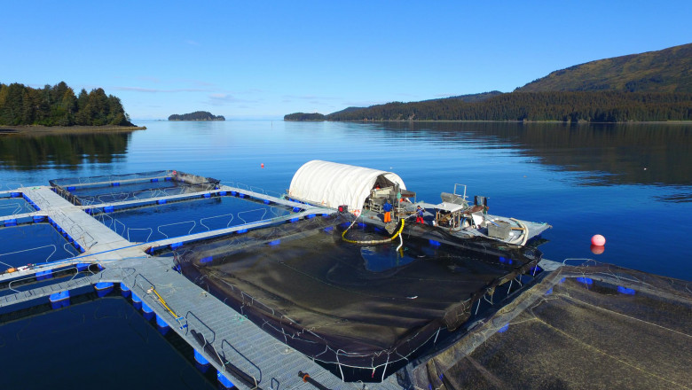 Aquaculture Organisms Are Grown Under Controlled Conditions For Human Consumption