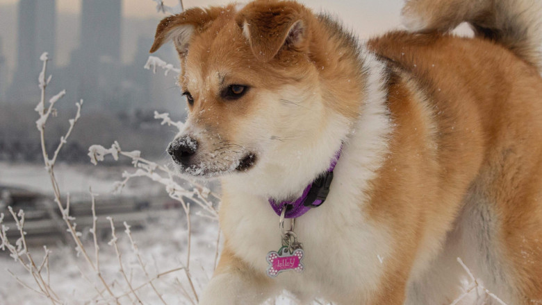 How Do You Know Your Dog Needs Grooming?