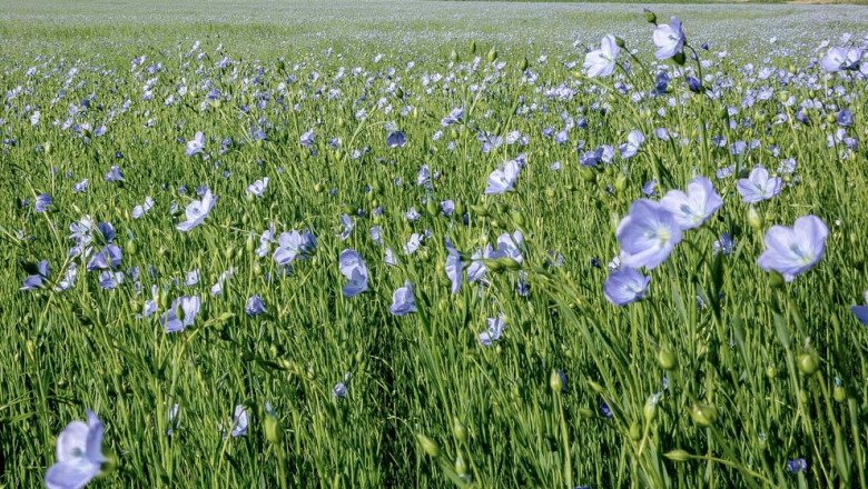 Size, share, trends, and forecast for the global flax crop market from 2022 to 2028