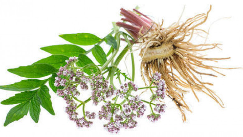 Global Valerian Root Extract Market | Recent Developments & Emerging Trends To 2031