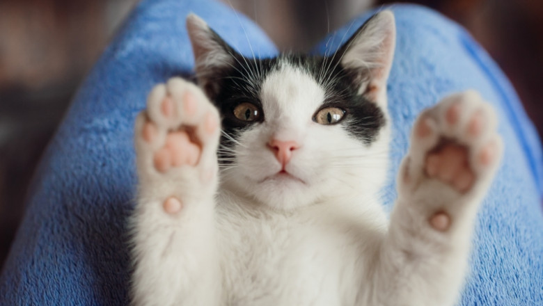 How to Choose Comfortable Cat Beds to Make Your Feline Stop Lying in the Litter?