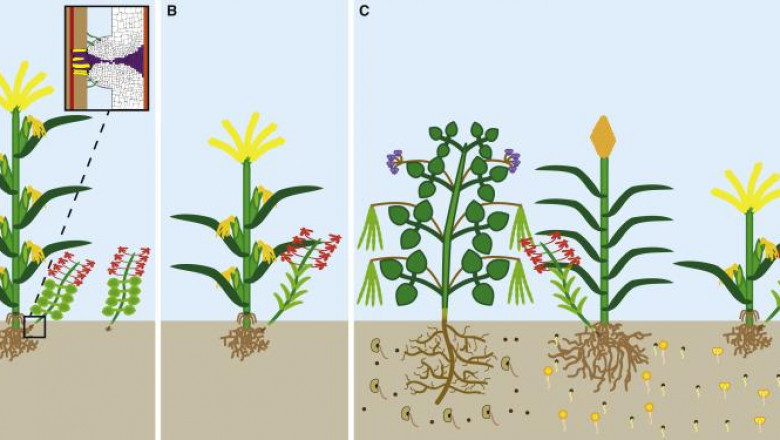 Plant Genomics Market Forecast, Share, Size, Growth 2022-2027